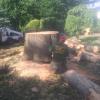Photo for Mory's Tree Service and Landscaper