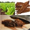 Photo for Organic Tobacco Market-Global Industry Insights, Trends, Outlook, and Opportunity Analysis, 2017 – 2025