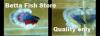 Photo for BETTA FISH STORE BETTA FISH FOR SALE