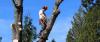 Photo for Beaver Stump Grinding And Tree Service