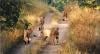 Photo for Forests Tour Packages of India