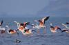 Photo for Bird Sanctuary in Rajasthan