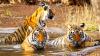 Photo for Ranthambore National Park