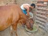 Photo for BASF SE & Cargill Top Leader| Cattle Feed Market 2018 Overview And Analysis about Manufacturing Cost Structure: Industry Forecast Report