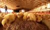 Photo for Global Feed Enzymes Market: industry insights & opportunity evolution-2022