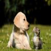 Photo for Metropawlitan Petsitters