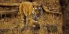 Photo for Wildlife tour packages -Corbett national park