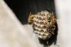 Photo for Bee Gone