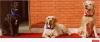 Photo for Home Base Dog Boarding, Dog Care in Gurgaon, Delhi - Happy Pettings