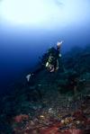 Photo for Sulawesi Dive