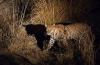 Photo for Kumbhalgarh Wildlife Sanctuary