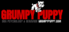 Photo for Grumpy Puppy Dog Psychology & Behavior