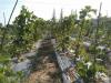 Photo for Abel Herb is the top supplier of potential herbs' Raw Materials from Thailand.