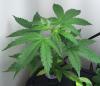 Photo for Weed Seeds For Sale
