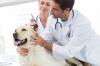Photo for Emergency Vet Near Me