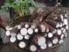 Photo for Cassava Market is projected to grow at a CAGR over 3% during the period 2017-2023