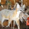 Photo for Creative Critters Taxidermy