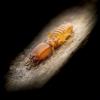 Photo for Garmon Exterminators LLC
