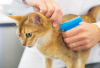 Photo for Global Pet Microchips Market 2018 Forecast to 2023