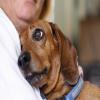 Photo for Love Dog