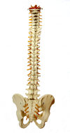 Photo for Chiropractic Care for Everyone