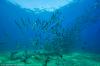 Photo for Scuba Diving Bali