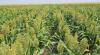 Photo for Global Agricultural Crop Insurance Meters Market to Set Phenomenal Growth from 2018 to 2023