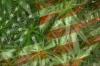 Photo for 420 md in California