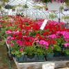 Photo for Randy's Greenhouse