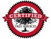 Photo for Certified Tree Removal Services