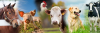Photo for Global Animal Nutrition Market 2018 Forecast to 2023