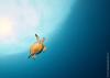 Photo for Scuba Diving Training