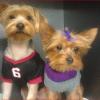 Photo for Doggy Designs Grooming Salon