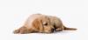 Photo for Wash N Roll Mobile Pet Grooming
