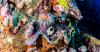 Photo for Giant Clams in The Great Barrier Reef off Port Douglas