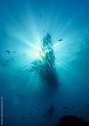 Photo for Scuba Diving Bali