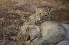 Photo for Our Africa Safaris
