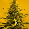 Photo for Super Skunk Feminized