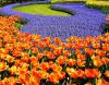 Photo for Find Joy in Flower Gardening