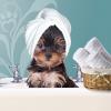 Photo for Canine Cutz