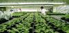 Photo for Agricultural Biotechnology Market Trends, Analysis, Growth and Future Scope