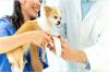 Photo for Animal Wound Care Market - Global Industry Insights, Trends, Outlook and Analysis, 2018-2026