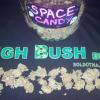 Photo for High Bush Buds
