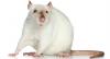 Photo for Smart Pest Control