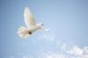 Photo for At Peace Locksmith Services