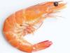 Photo for Global Shrimp Market - Trends and Forecast till 2025