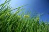 Photo for Love your Lawn!