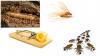 Photo for A A Frugal Pest Control