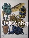 Photo for Anne Hall Antique Prints