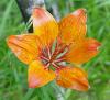 Photo for Give Your Yard a Summer Makeover with Flowers